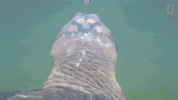 Story map Tortuga Arrau